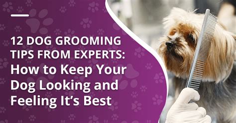 12 Dog Grooming Tips Experts 12 Dog Grooming Tips Experts