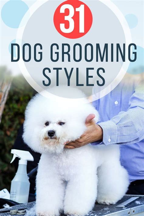 31 Dog Grooming Styles And Trims Pet Care Stores 31 Dog Grooming Styles And Trims Pet Care Stores