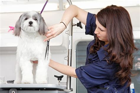 5 Mobile Dog Grooming Tips Elevate Your Experience 5 Mobile Dog Grooming Tips Elevate Your Experience