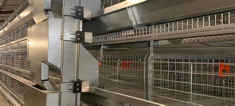 Battery Cage Design An In Depth Analysis Of Chicken Layer Cages Battery Cage Design An In Depth Analysis Of Chicken Layer Cages