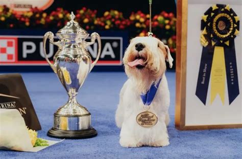 Best In Show Dog Grooming Updated May 2025 80 Photos Amp 19 Reviews