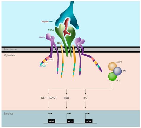 Cancers Free Full Text Modulating T Cell Responses By Targeting Cd3