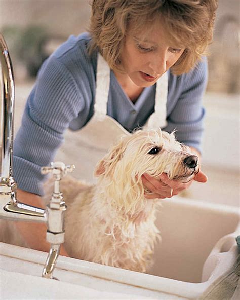 Cat And Dog Grooming Tips Martha Stewart Cat And Dog Grooming Tips Martha Stewart