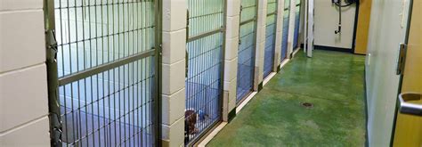 5 Tips Dog Boarding