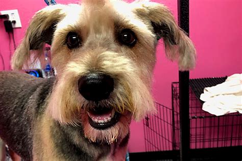 Dog Grooming In Jacksonville Fl Jacksonville Dog Grooming Dog Grooming In Jacksonville Fl Jacksonville Dog Grooming
