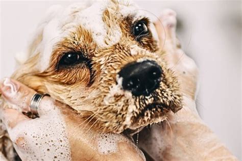 Dog Grooming Tips Every Owner Should Know Pet Symptoms Dog Grooming Dog Grooming Tips Every Owner Should Know Pet Symptoms Dog Grooming