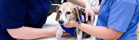 Emergency Vet 24 Hour Emergency Vet Near Me Emergency Vet 24 Hour Emergency Vet Near Me