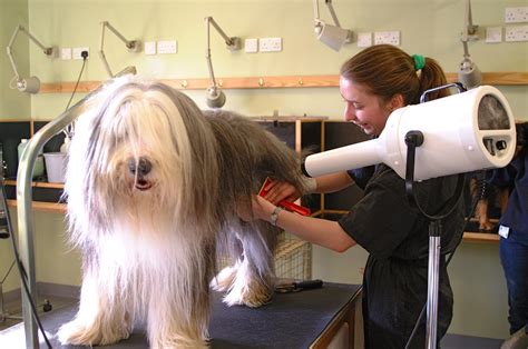 How Many Hours Does A Pet Groomer Work At Pets Grooming Petgrooming S How Many Hours Does A Pet Groomer Work At Pets Grooming Petgrooming S