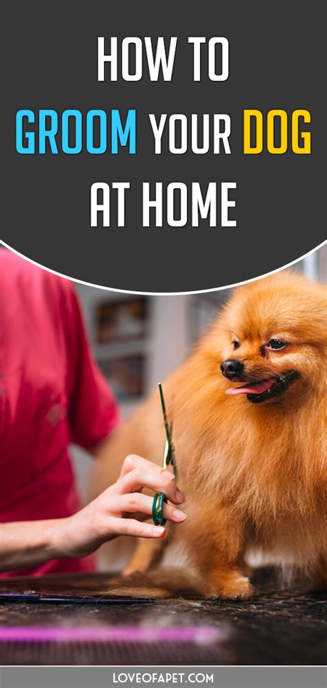 How To Clean And Groom Your Dog At Richard Heffner Blog How To Clean And Groom Your Dog At Richard Heffner Blog
