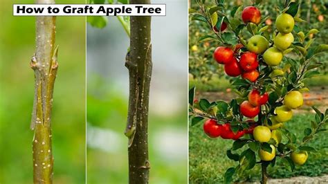 How To Graft Apple Trees The Best Grafting Technique For Apple Tree How To Graft Apple Trees The Best Grafting Technique For Apple Tree