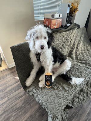 K904 At Your Door Mobile Pet Grooming Updated March 2025 18 Photos K904 At Your Door Mobile Pet Grooming Updated March 2025 18 Photos