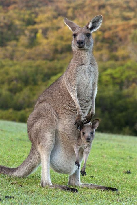 Kangaroo With Baby In Pouch Kangaroo With Baby In Pouch