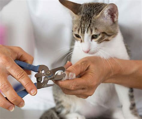 Mobile Cat Nail Trimming Service