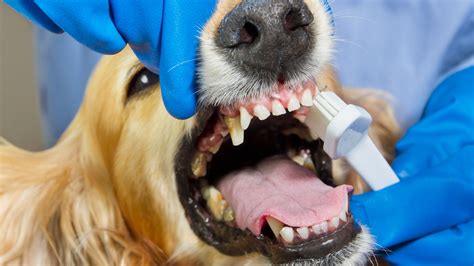 5 Tips Mobile Dog Dental