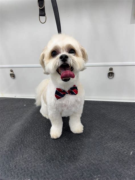 Mobile Dog Groomers Jacksonville FL Mobile Dog Groomers Jacksonville FL
