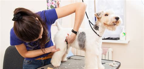 5 Mobile Dog Grooming Costs