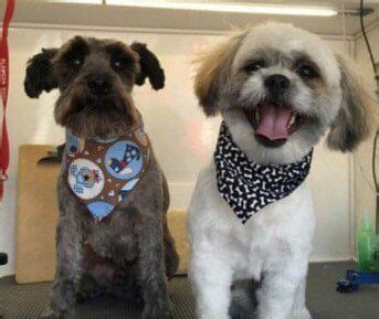 5 Denver Dog Grooming Tips 5 Denver Dog Grooming Tips