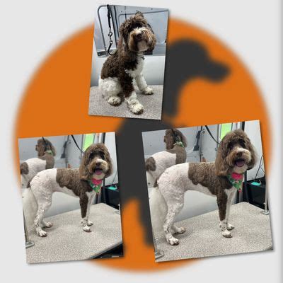 Mobile Dog Grooming Knoxville TN Services