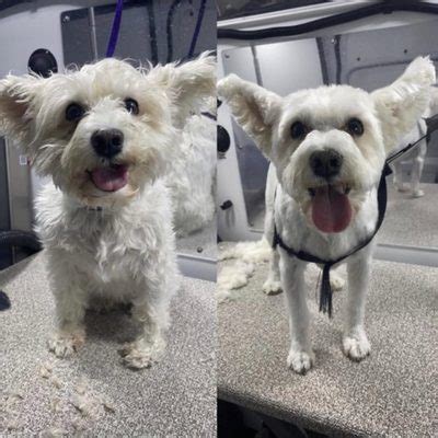 Mobile Dog Grooming Phoenix AZ Services