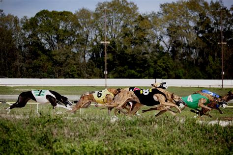 5 Tips Mobile Greyhound Park