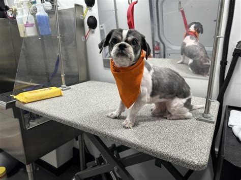 Mobile Pet Grooming Philadelphia