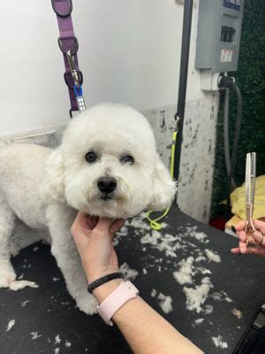 Mobile Pet Grooming Fresno CA Services
