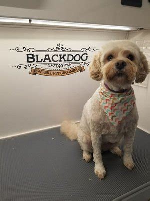 Mobile Pet Grooming Omaha NE Services