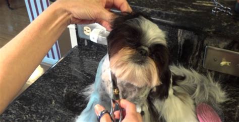 Mobile Pet Grooming Orlando Services