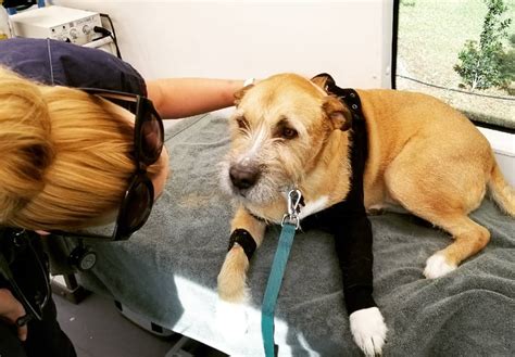 Mobile Vet Services Santa Fe