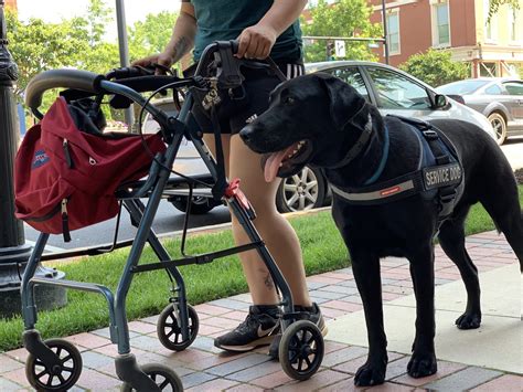 5 Tips Mobility Dog