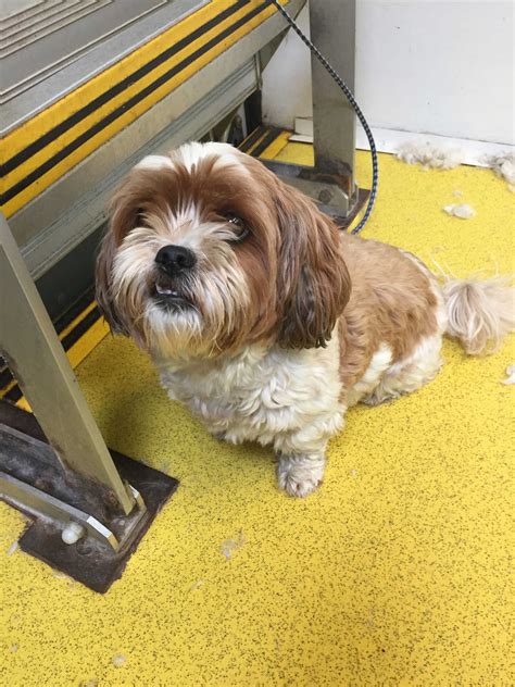 Muddy Paws Mobile Pet Grooming Updated August 2024 43 Photos 17 Muddy Paws Mobile Pet Grooming Updated August 2024 43 Photos 17