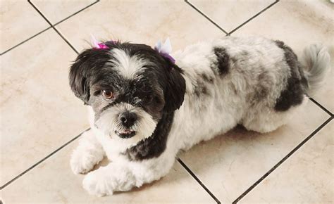 Noemi S Dog Grooming Updated December 2024 21 Photos 22 Reviews Noemi S Dog Grooming Updated December 2024 21 Photos 22 Reviews