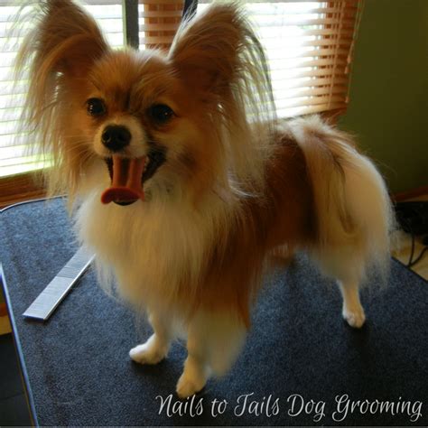Papillon Dog Grooming Inbabu Papillon Dog Grooming Inbabu