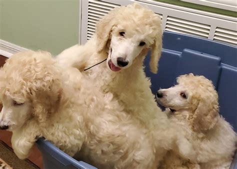 5 Puppies for Sale