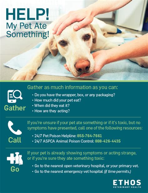 When Should I Take My Puppy To The Emergency Vet When Should I Take My Puppy To The Emergency Vet