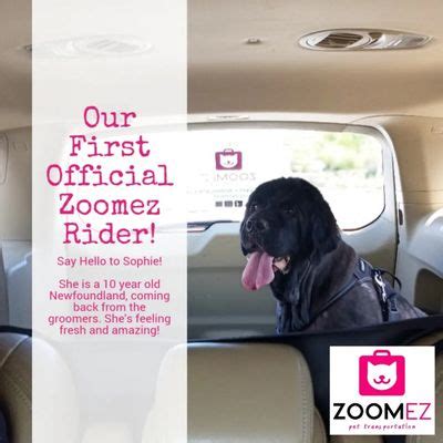 Zoomez Pet Transportation Grooming Updated April 2025 26 Photos Zoomez Pet Transportation Grooming Updated April 2025 26 Photos